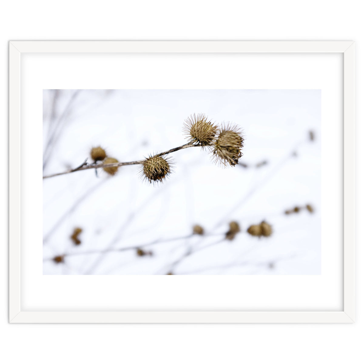 Winter Thistles