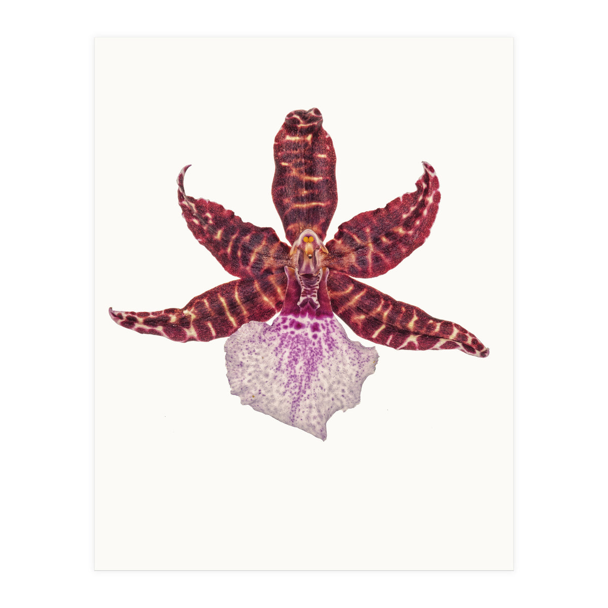 Cc Flower 05 (Print Only)