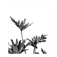 Monstera Black And White 08 (Print Only)