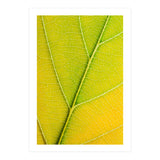 Autumn Leaf (Print Only) thumbnail