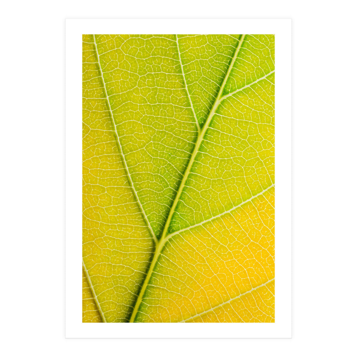 Autumn Leaf (Print Only)