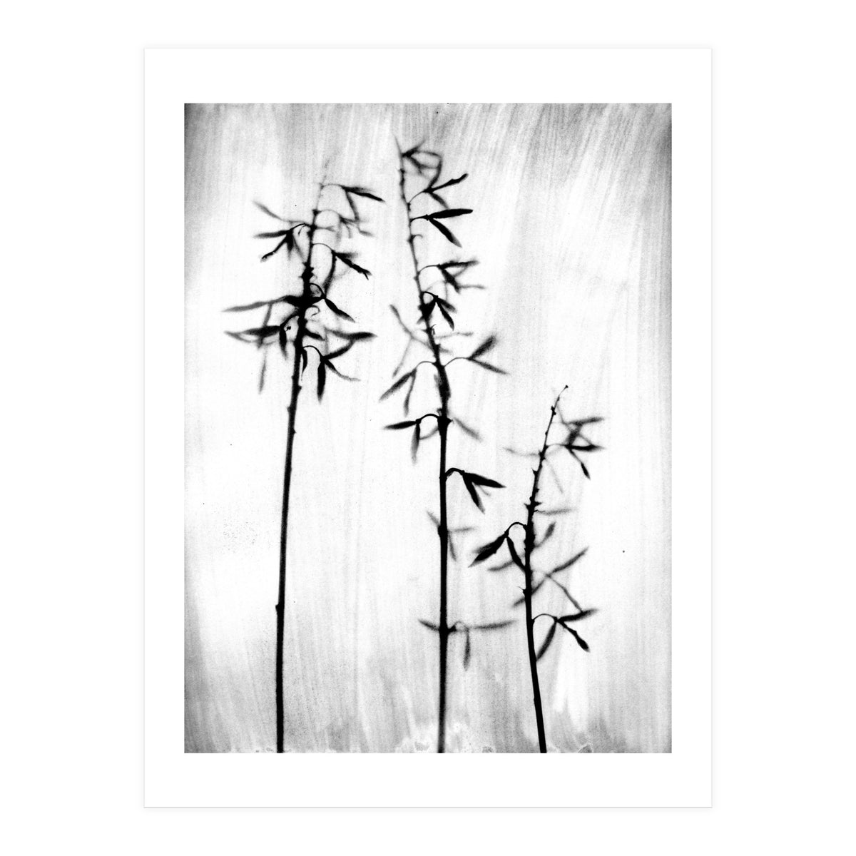 Hosta 3 (Print Only)