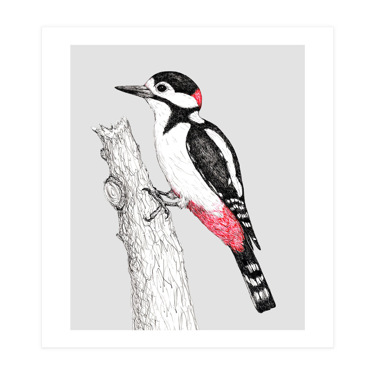 Great spotted woodpecker (Print Only)