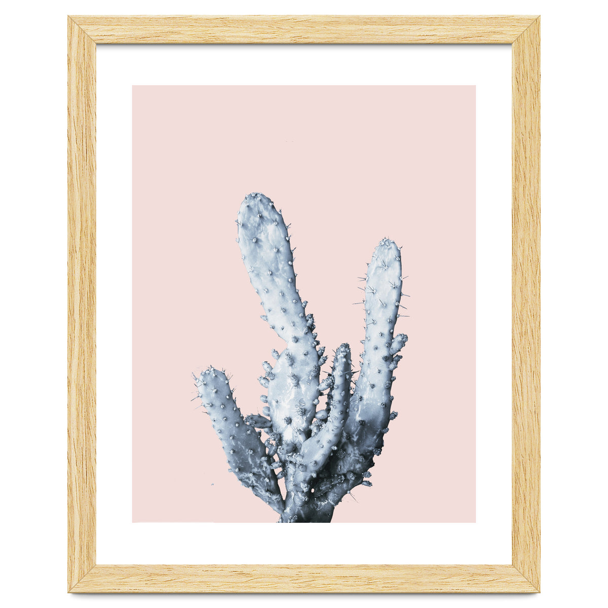 Cactus collection BL-I