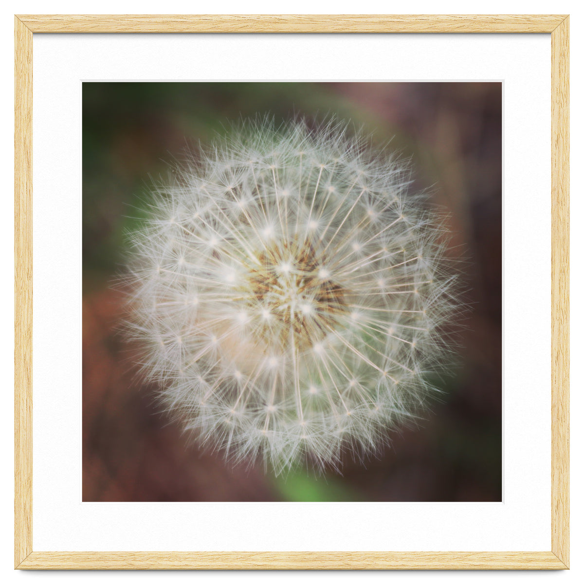 dandelion clock