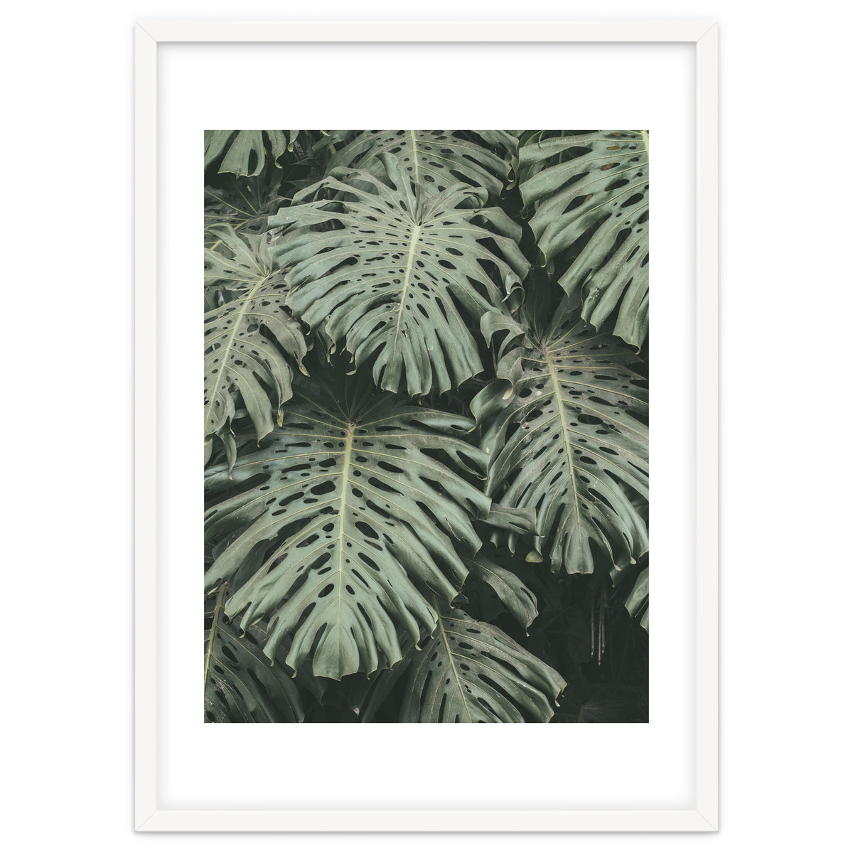 MONSTERA LEAVES