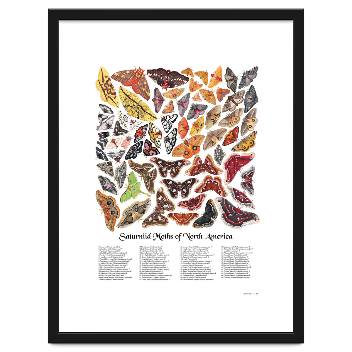 Saturniid Moths of North America