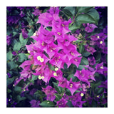 Purple Flowers (Print Only) thumbnail