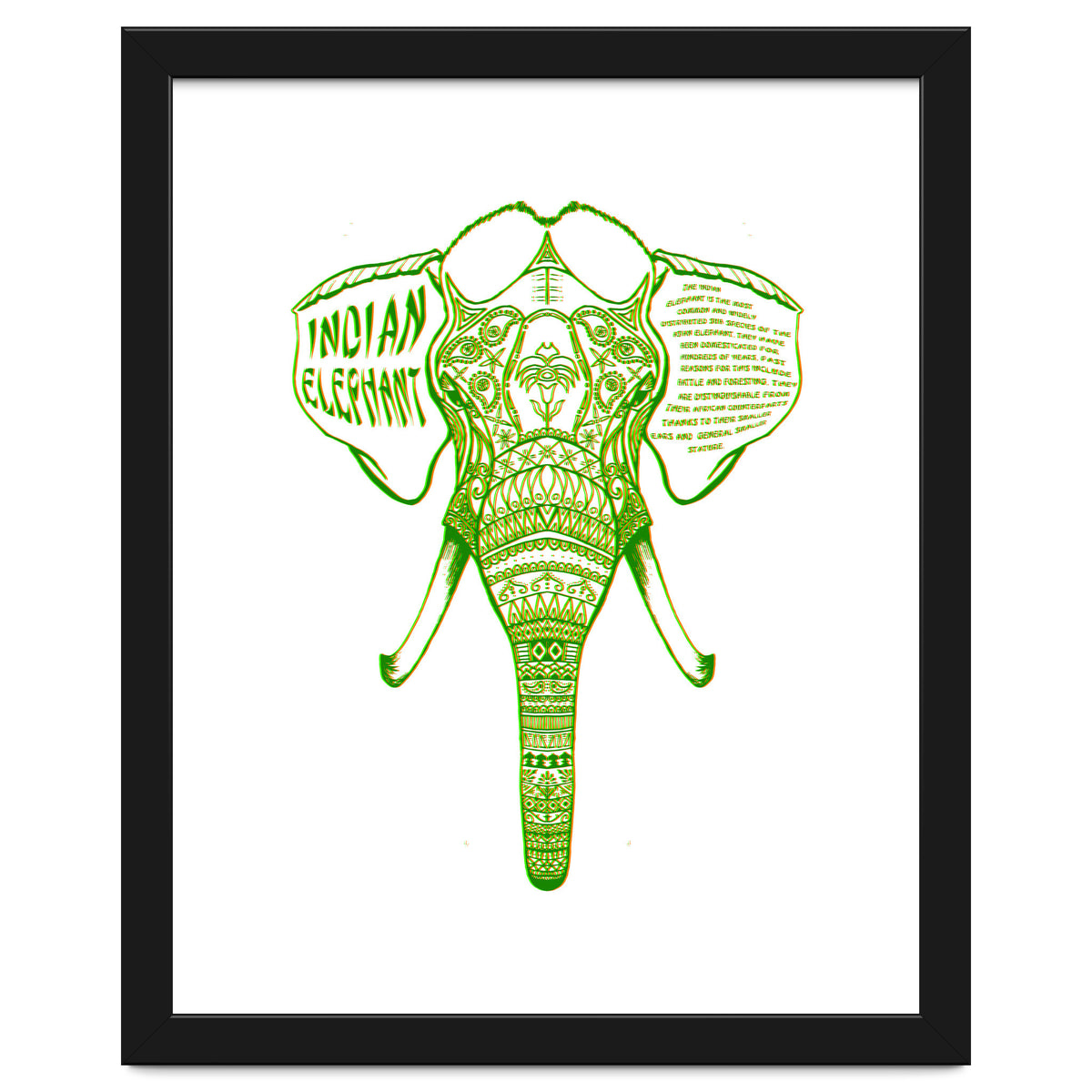Indian Elephant