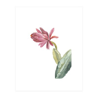 Botanical Illustration Pink Cactus Flower (Print Only)