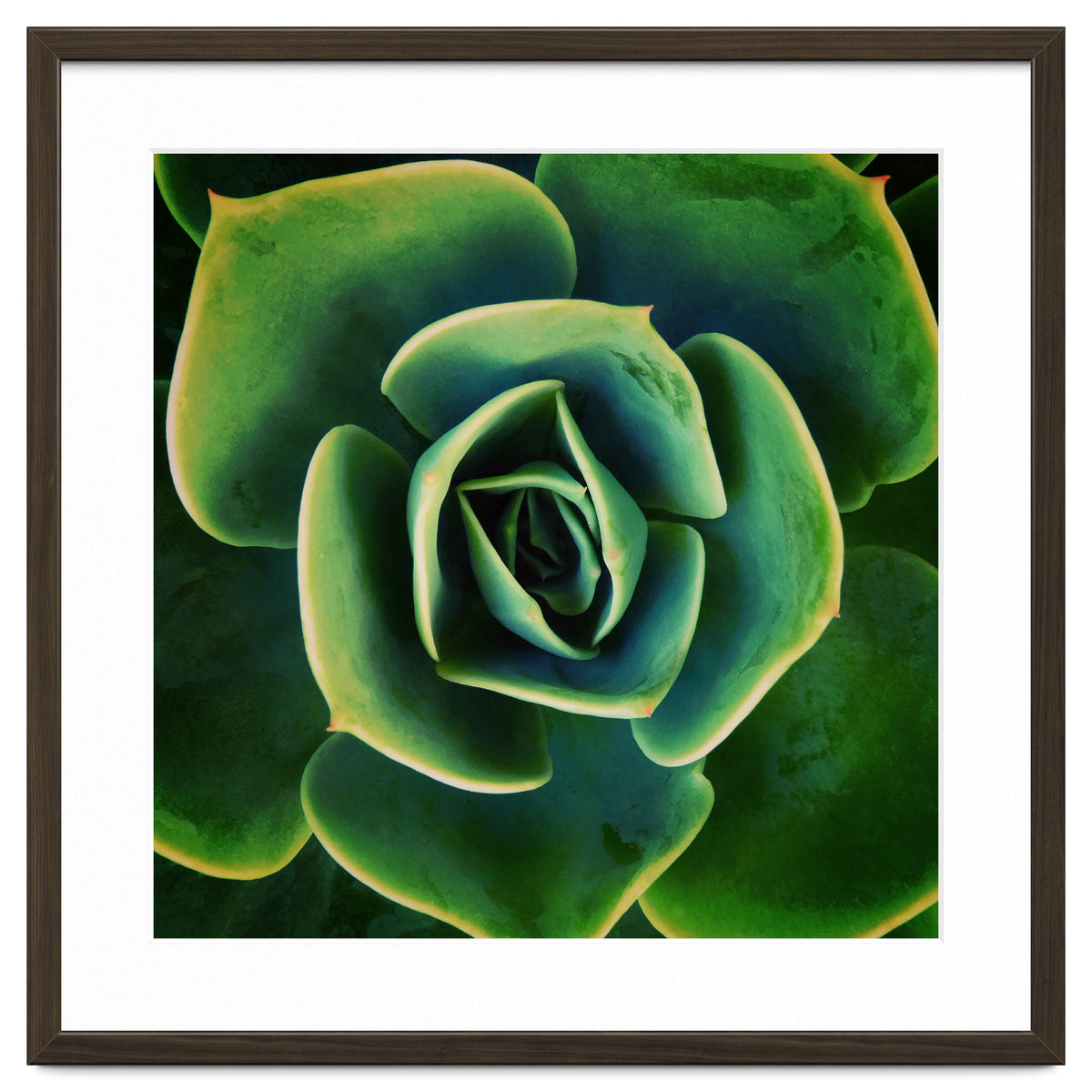 DARKSIDE OF SUCCULENTS XIII