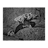 Drift wood (Print Only) thumbnail