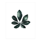 Botanical Illustration Arboricola Schefflera (Print Only) thumbnail