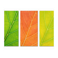 Autumn Leaves (Print Only)