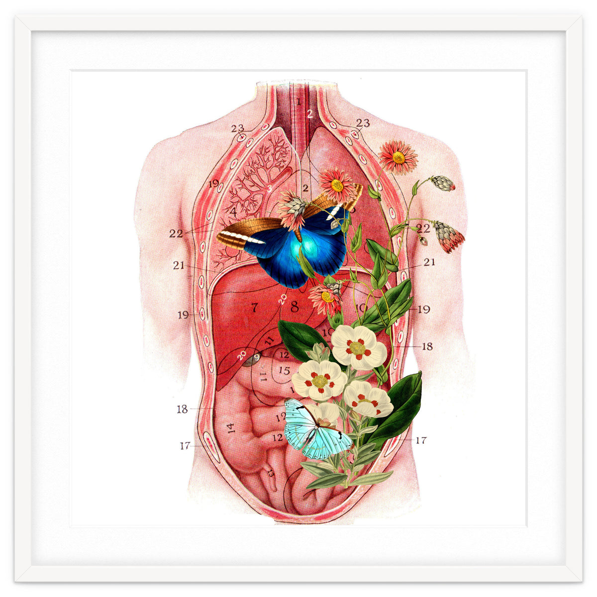 Butterflys In The Belly Makes Flower Grows