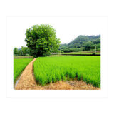 Path  (Print Only) thumbnail