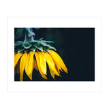 Sunflower Detail 1 (Print Only) thumbnail