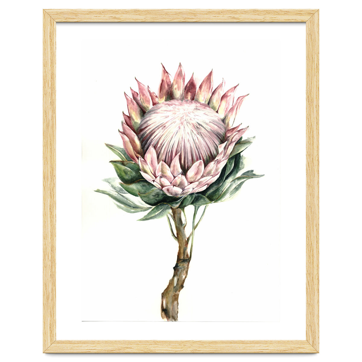 Protea