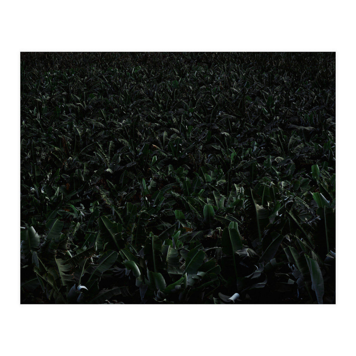 Obscurity (Print Only)