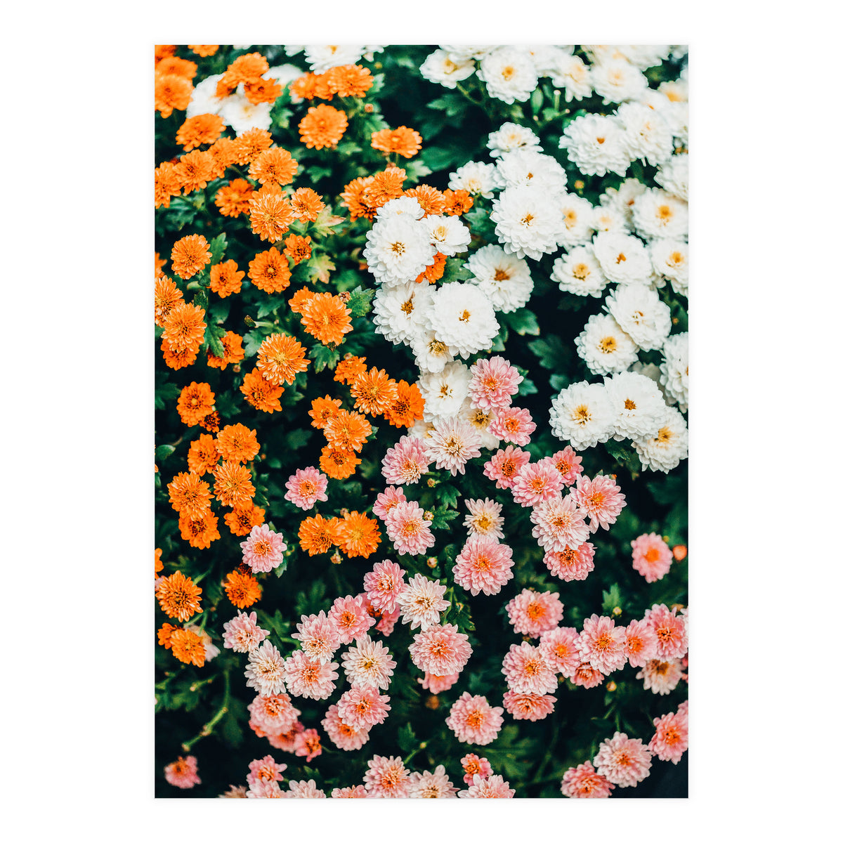 In My Garden (Print Only)