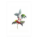 1 Botanical Illustration Kaffee Pflanze (Print Only) thumbnail