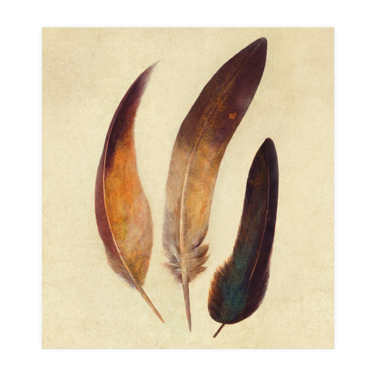 Three Feathers (Print Only)