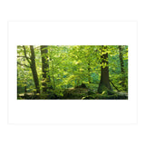 Spring Forrest (Print Only) thumbnail