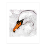 Mute swan (Print Only) thumbnail
