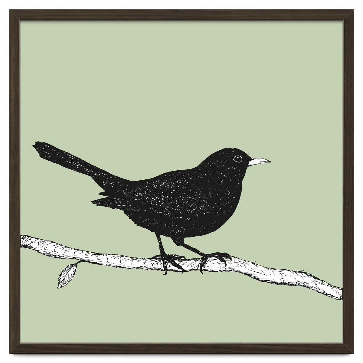 Blackbird pen drawing