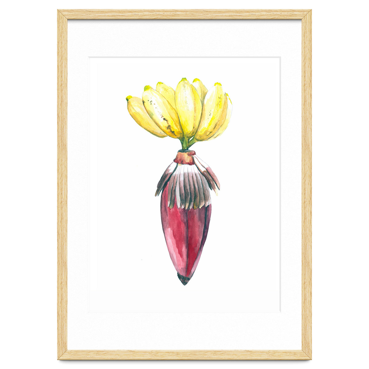 Botanical Illustration Banana