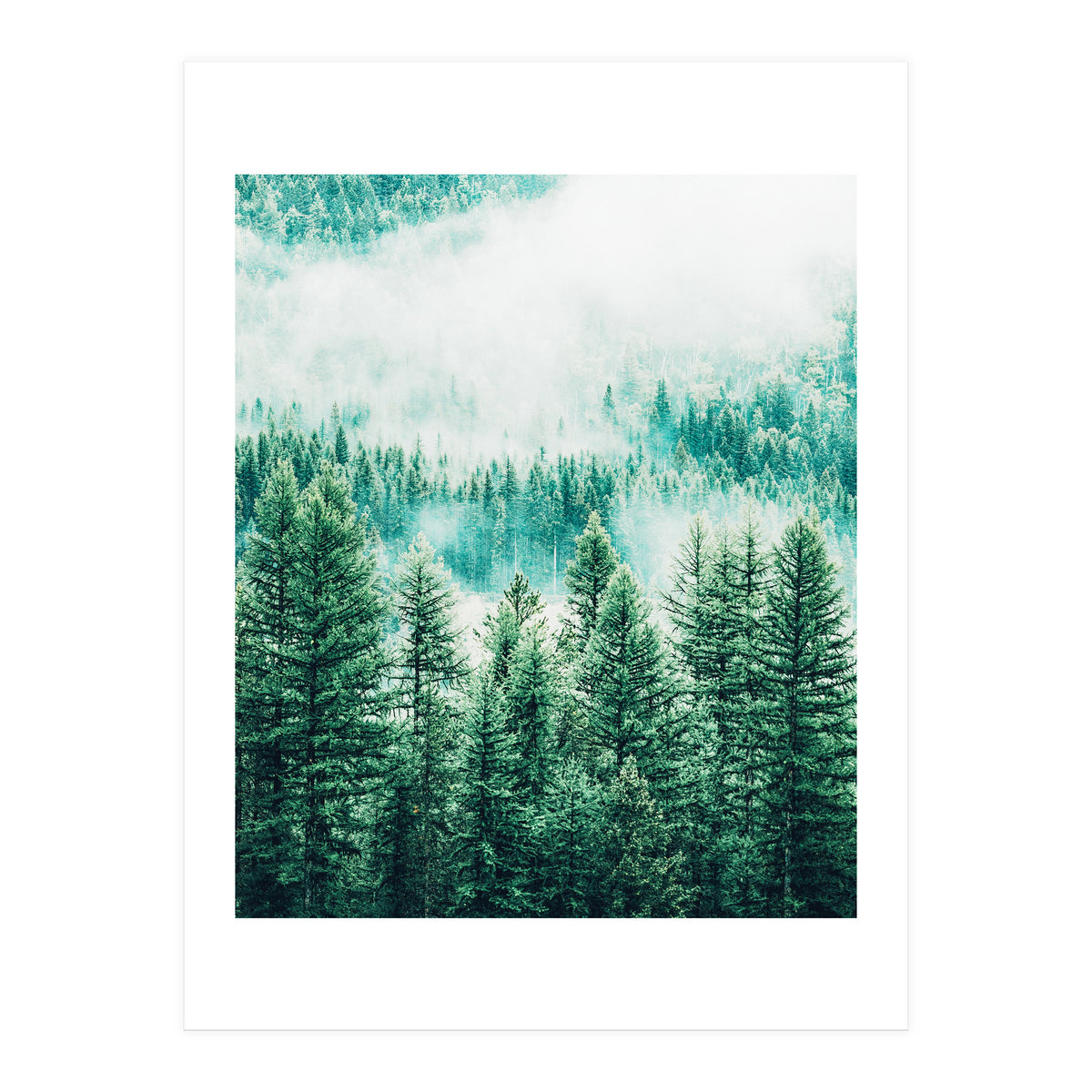 Forest And Fog (Print Only)