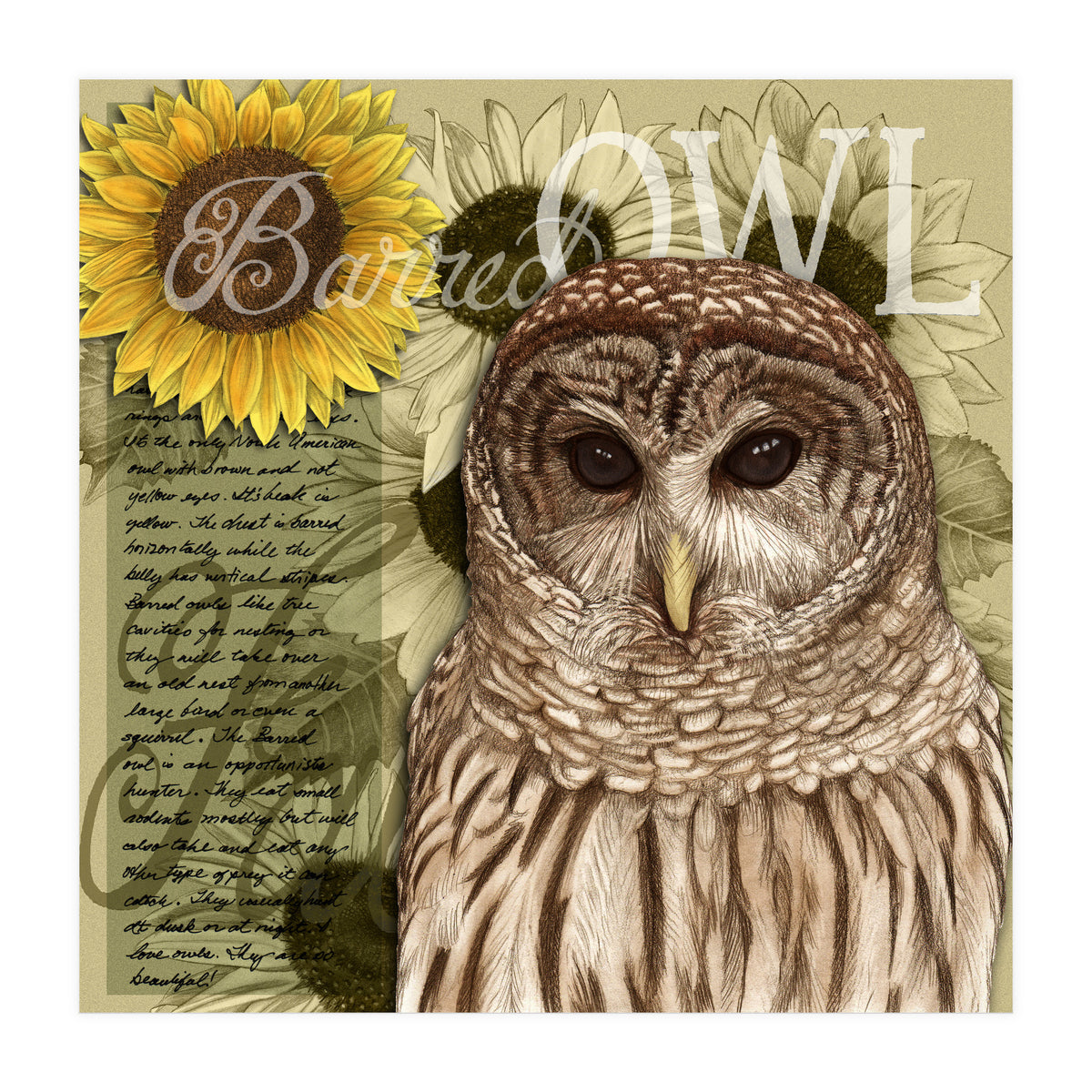 Sunflowers and Barred Owl (Print Only)