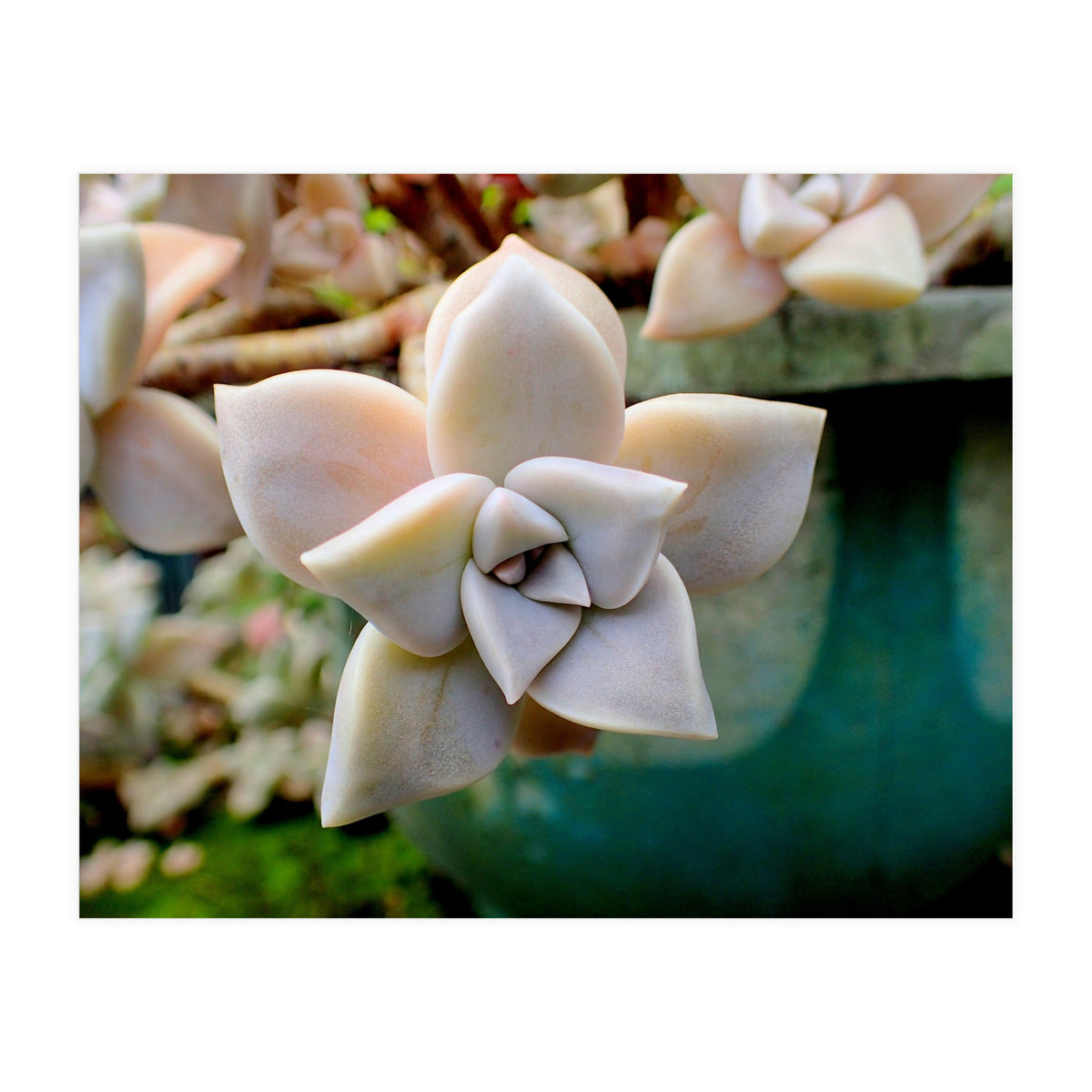 Succulent Love (Print Only)