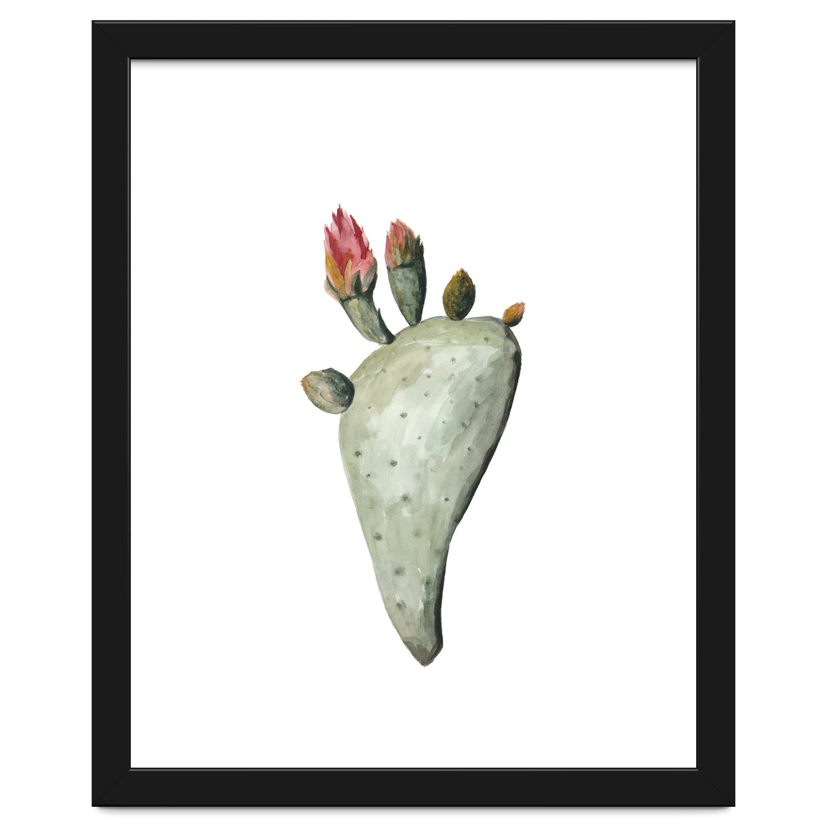 Botanical Illustration Cactus Flowers
