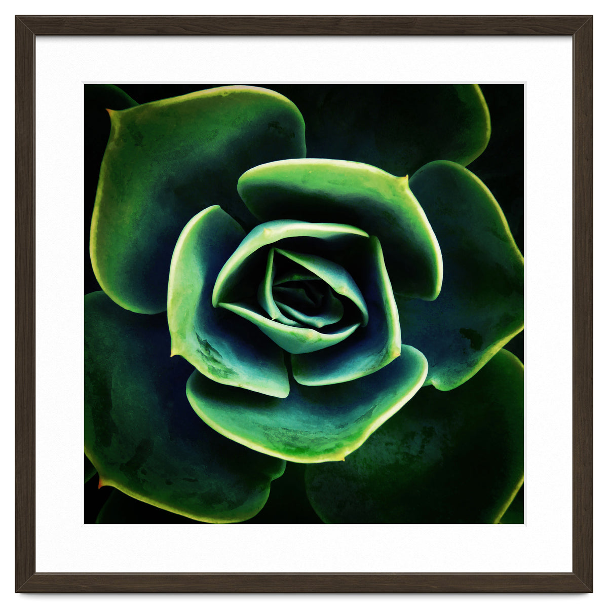 DARKSIDE OF SUCCULENTS XIV