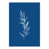 Blue Botanical II (Print Only) thumbnail