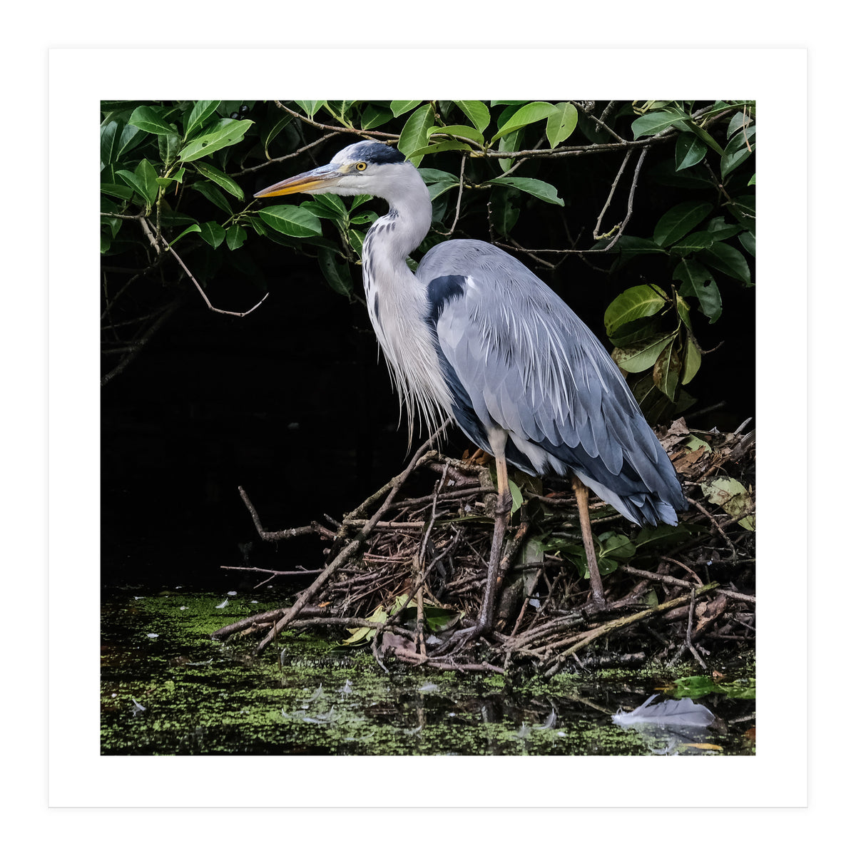 Heron (Print Only)
