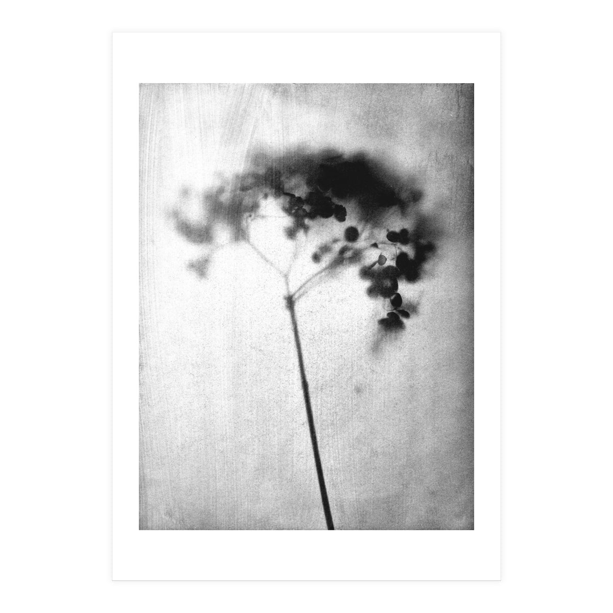 Hydrangea (Print Only)