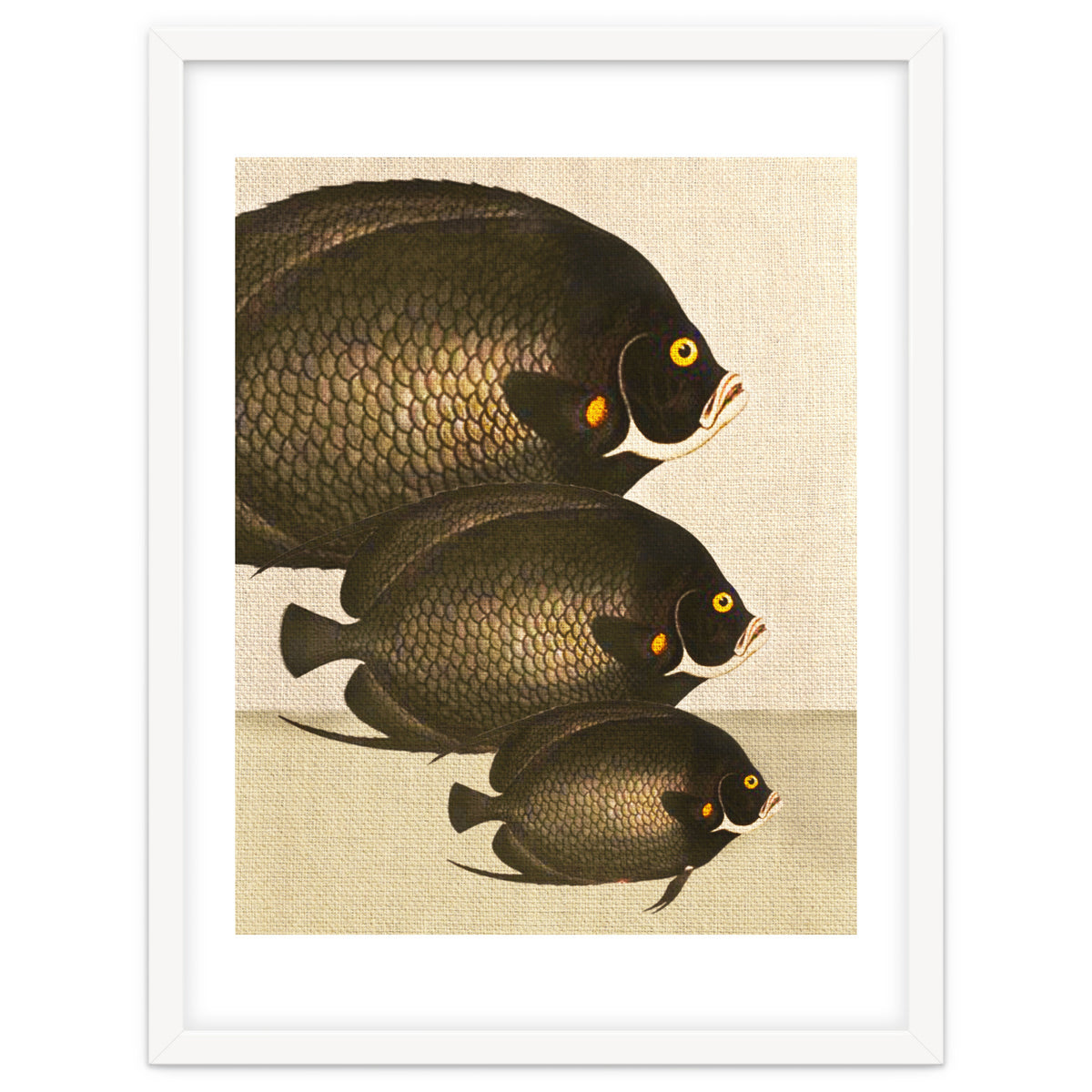 Fish Classic Designs 11