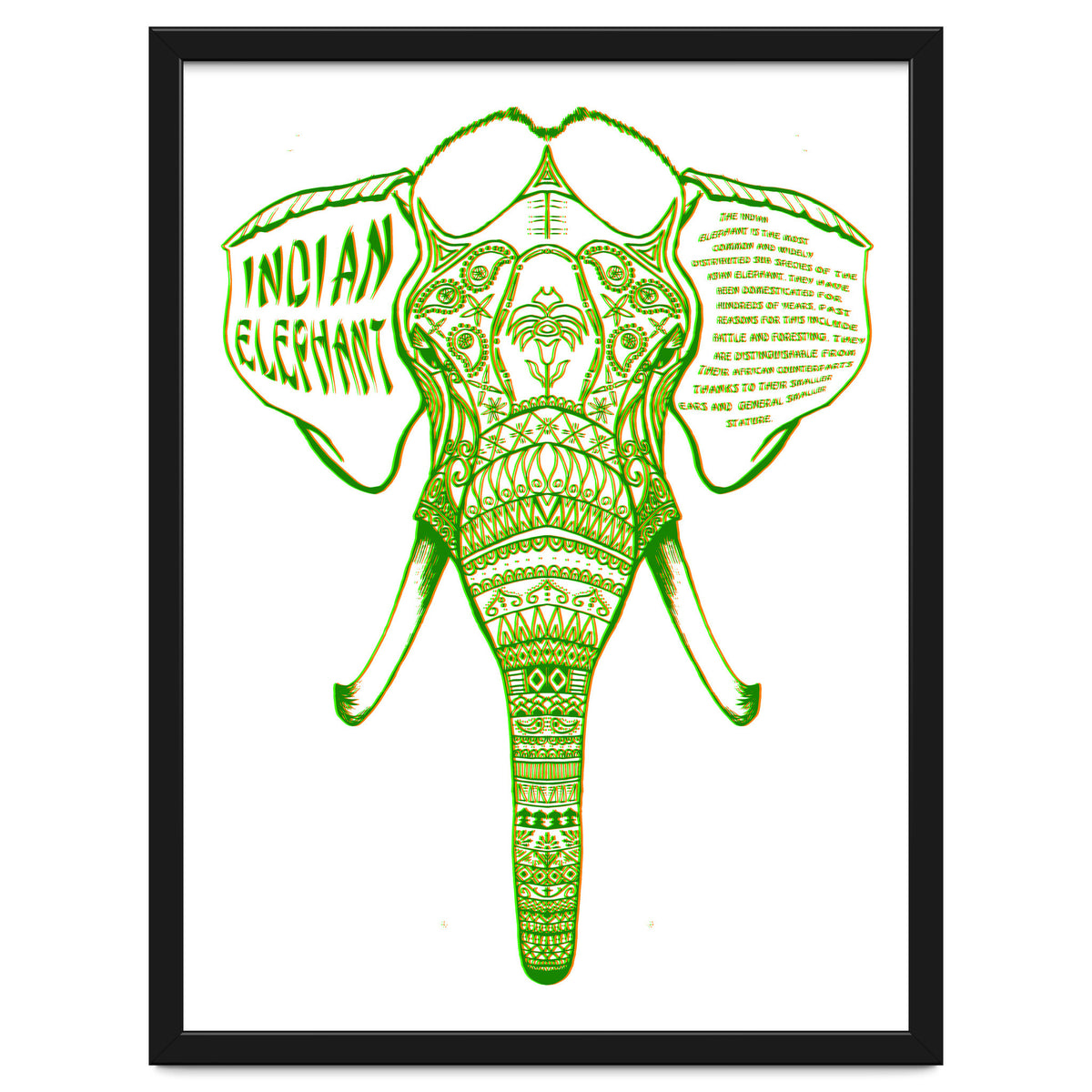 Indian Elephant