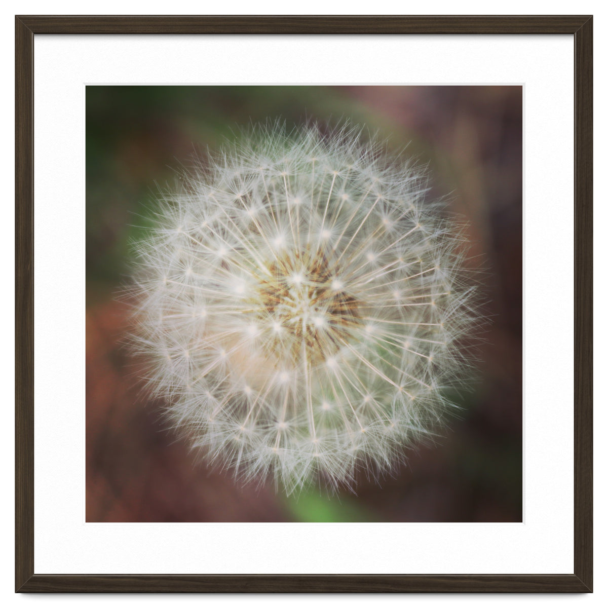 dandelion clock