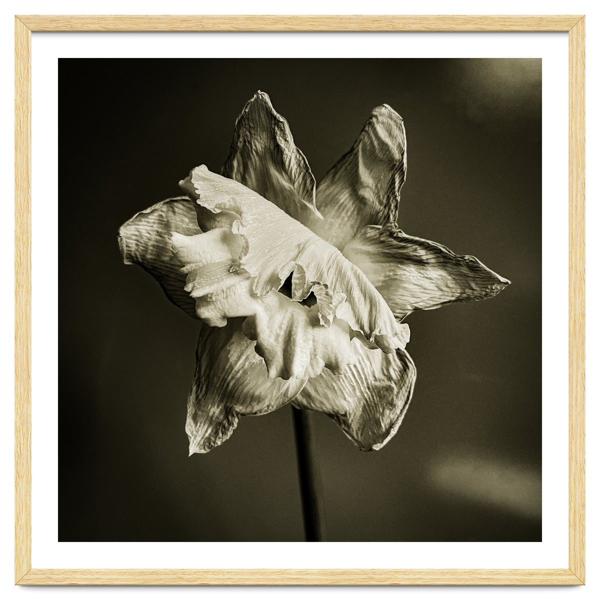 Wilting daffodil
