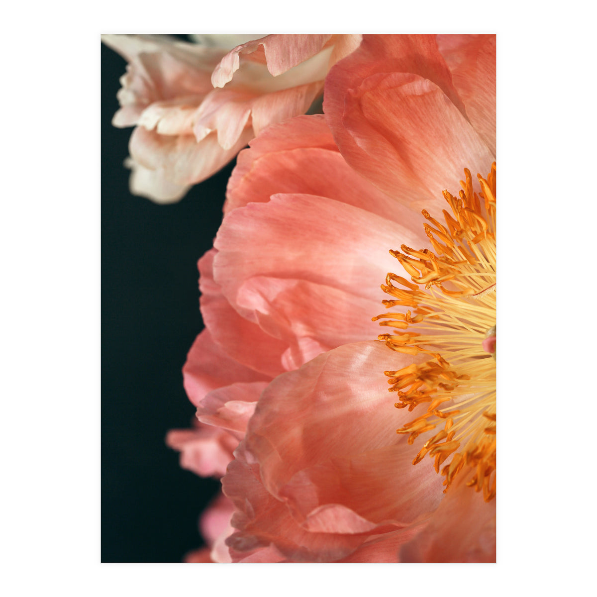 Coral Charm #2  (Print Only)