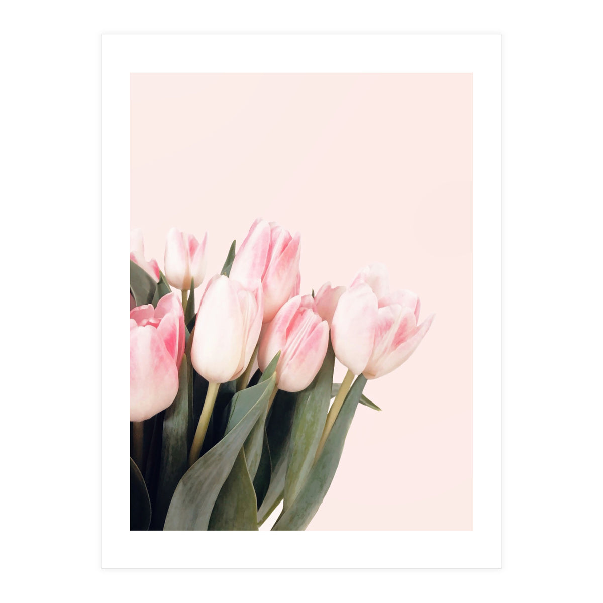 Pink Tulips (Print Only)