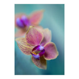 Orchidee (Print Only) thumbnail