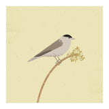 Blackcap  (Print Only) thumbnail