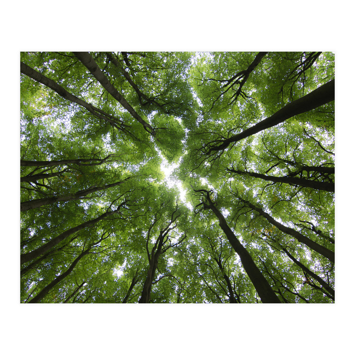 Beechwood (Print Only)