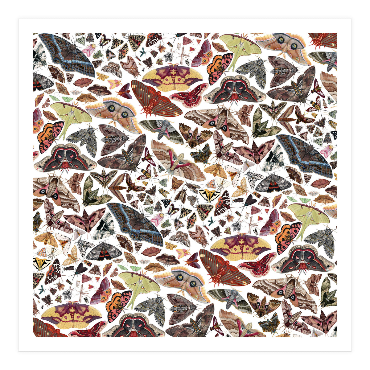 Moths of North America Pattern (Print Only)