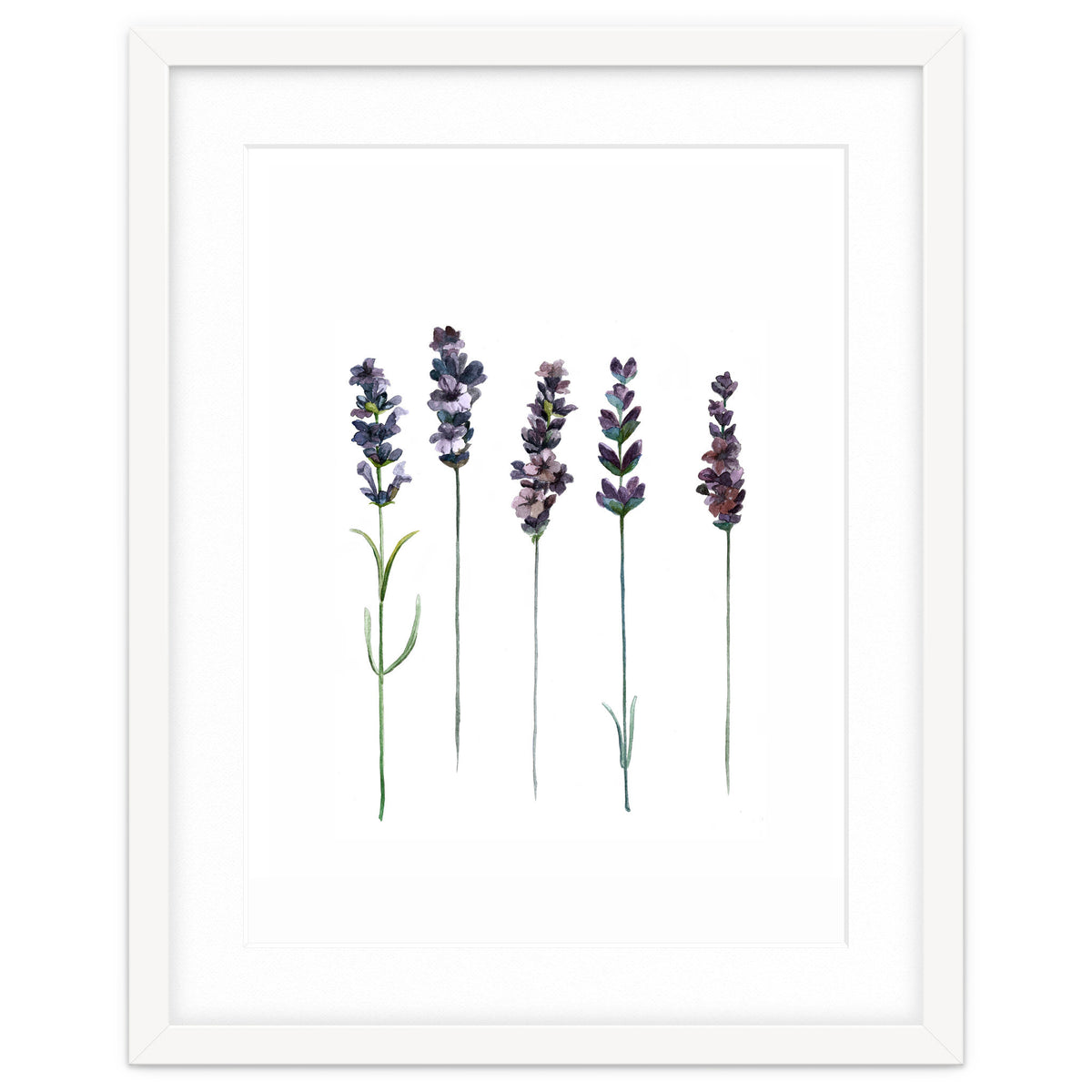 Botanical Illustration Lavender