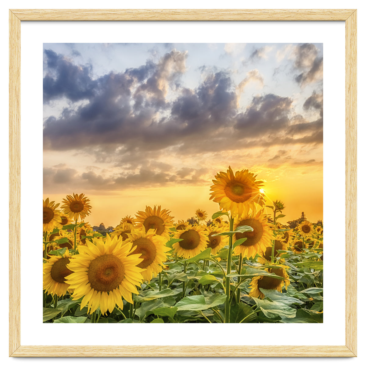 Sunflowers in sunset